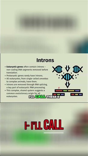 Introns & Exons Explained: The Core of DNA Splicing