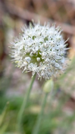 Spring Onion (Pyaz) Flowering Time 🌼🧅 | Beautiful White Onion Flowers in My Garden