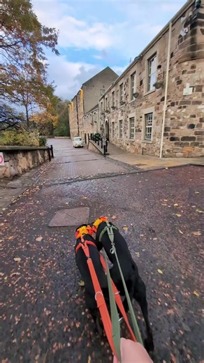 Buster y Ruby se divierten en la boda