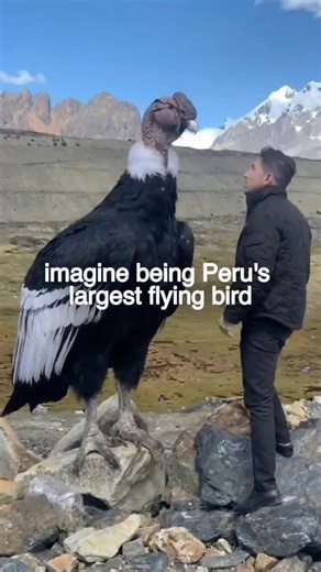 Imagine being a Peruvian bird