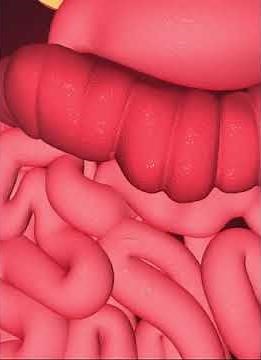 Digestive system- Large intestine (3D Animation)