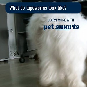 Tapeworms. Heartworm. It's all the same right? Nope. While all worms may seem the same, they're not. If not prevented or treated, tapeworms can be dangerous to your dog's health. This is why we want to let you in on the must-know info 🔍 Find out more on the blog: http://bit.ly/tapewormsindogspetsmarts | Petstock