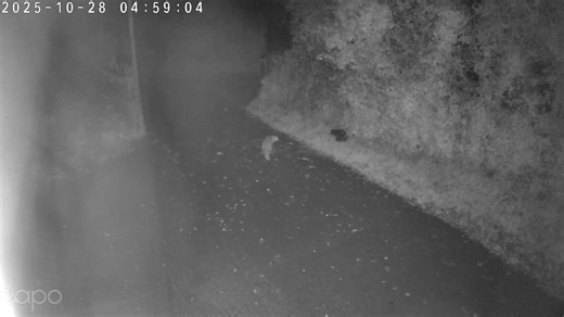 That cat is well’ard | The Horse Place