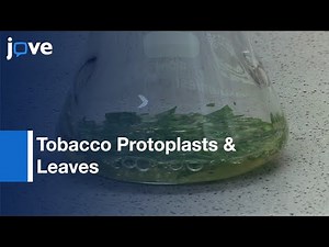 Protein-Protein Interactions Visualized: Bimolecular Fluorescence Complementation l Protocol Preview