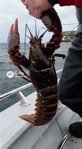 Lobster fishing Sand Flea catch and cook fishing Newfoundland Labrador CANADA fish vacation day trip