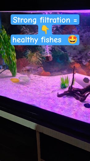 Strong filtration = Healthy fish 🤩 #aquariumfilter #fish #viralvideo #shortsviral #ytshorts #shorts