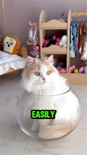 Cats are literally liquid 💀😹 #catsoftiktok #funny #trending