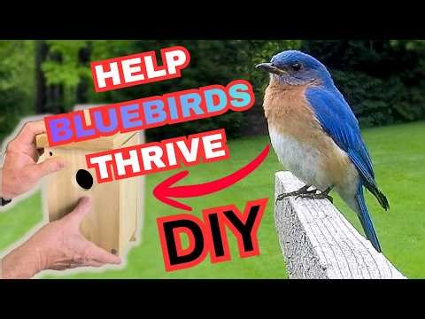 How to Build a Bluebird Nesting Box: DIY