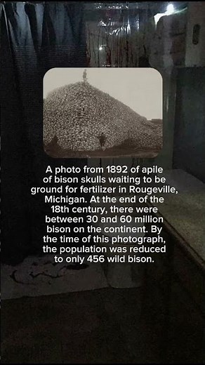 The creepy story behind the historical photo of bison skulls