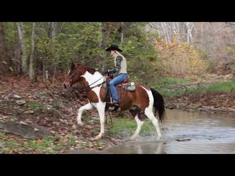 SUPER FLASHY, LOUD COLORED, BAY AND WHITE TOBIANO PAINT GELDING, TRAIL RIDES