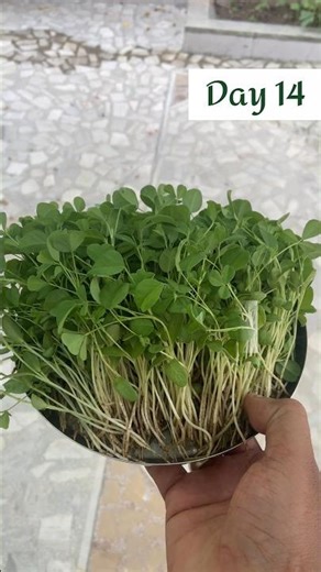 Grow Methi at Home 🌱 | Full Journey Seed to Harvest