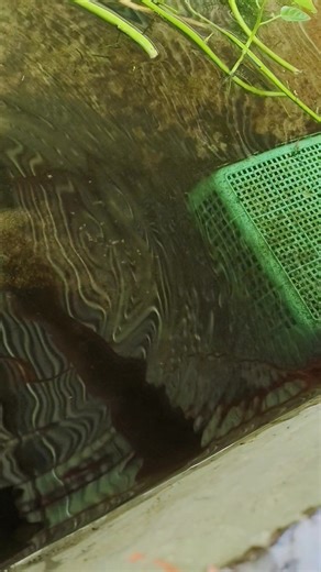 11K views · 70 reactions | Checking my breeder crayfish #crayfishfarming #crayfishbreeder #crayfishfarmingphilippines #crayfish | Bertchung Crayfish Farm | Facebook