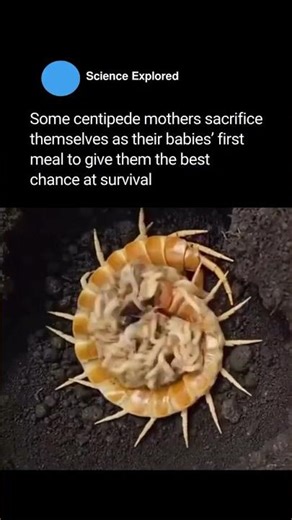 Mother Centipede EATEN Alive by Her Babies