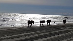 16K views · 593 reactions | Calm before the storm..... | Corolla Beach Music | Facebook