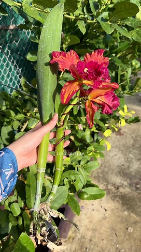 469 reactions · 12 shares | Đã ✈️✈️ qua tận Taiwan  Heysong Orange flash No.3 LONGORCHIDS  | Longorchids Longorchids | Facebook