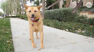 Combating the dog meat trade in Korea