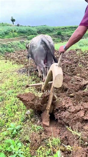 الحرث بالثور: كيف يحافظ هذا النظام القديم على خصوبة الأرض؟