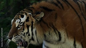 4k120 fps super slow motion video of big male Siberian tiger, panthera tigris altaica walking in forest, hunting in national park in morning sun rays, filmed on Nikon z9 high quality 8k camera