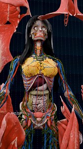 Complete Female Anatomy ✨♀️ . . ### Complete Human Anatomy Human anatomy includes the body's structure, with various systems working together to sustain life. Here’s a brief overview: #### **1. Skeletal System** - **Function**: Provides structure and protects organs. - **Major Bones**: Skull, spine, ribs, pelvis, limbs. #### **2. Muscular System** - **Function**: Facilitates movement and maintains posture. - **Types of Muscles**: - **Skeletal**: Voluntary muscles. - **Smooth**: Involuntary muscl