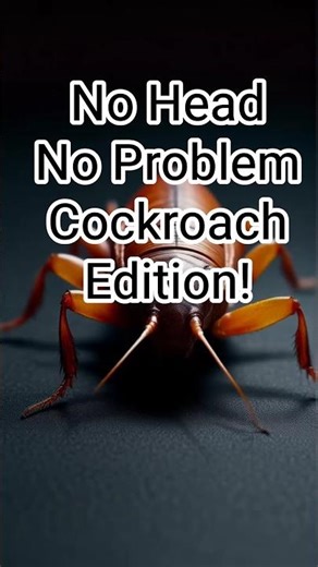 No Head, No Problem Cockroach Edition! #lifeisbutadream #takethisfacts #cockroach #head