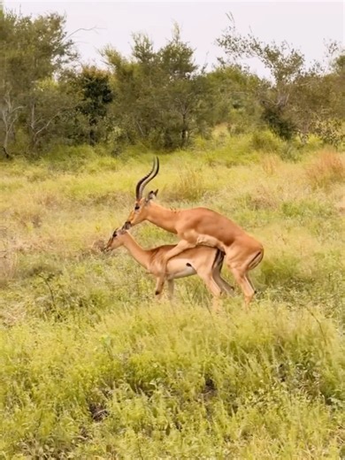 Impala Meeting in the Wild