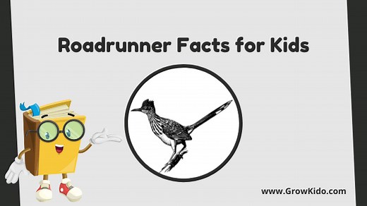 11 Interesting Roadrunner Facts for Kids [UPDATED]