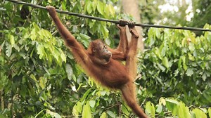 Orangutan