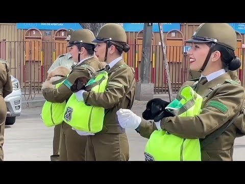 Chile’s Military Parade Steals Hearts as Adorable Police Dogs March Alongside Soldiers
