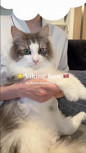 ノルウェージャンフォレストキャットによるバイキング・ロー🥁🛶🇳🇴 #cat #norway #worldcup #ノルウェージャンフォレストキャット #ねこ