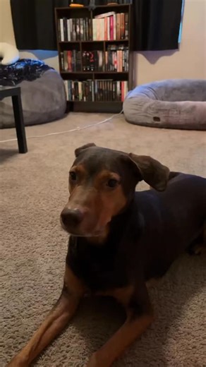 Sirius & Salem on Instagram: "Two of my fav commands. Salem also loves his “get em’ “ command cause he’s a vocal boy and anytime he can bark, he’s happy 😂 #dobermanmix #muttsofinstagram #dogtraining #dogoftheday"