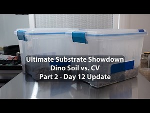 Coco Coir vs. Dino Soil: EPIC Mushroom Substrate Showdown [Part 2] - Day 12 Update