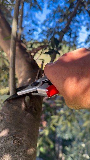 426K views · 2.4K reactions | Olives 㮝 tree pruning | Garden Roses Tahiri | Facebook