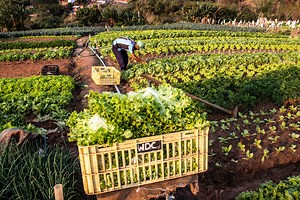 Agricultura familiar: o que é e como funciona - Brasil Escola