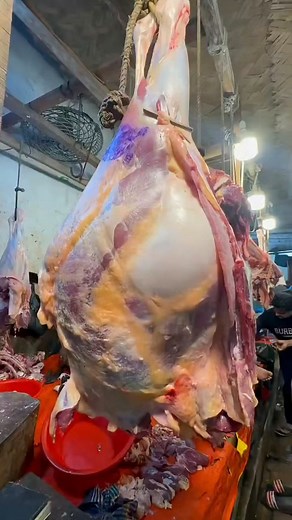 Wahh,,, banyak sekali jenis d4g1n9ny4 😋🦮 #fypreel #animals #food #cooking | Ignasius Bria