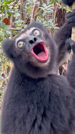 Lemur SCREAMING 😲😂