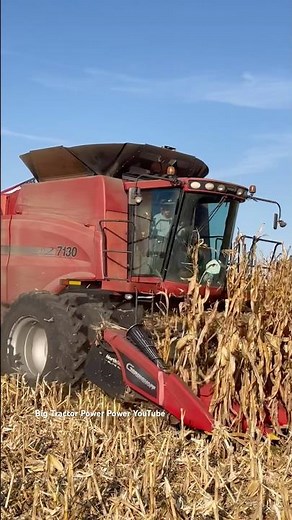 CASE IH 7130 Combine Harvesting Corn #bigtractorpower