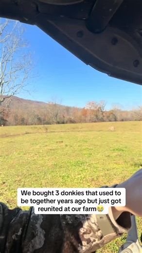 the horse and donkey stables sanctuary on Instagram: "The way they RAN towards each other had me crying #farmlife #farmtok #donkey #cattle"