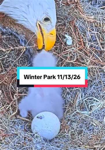 Eagle Nest in Winter Park: Second Egg Pipping!