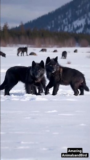 Adorable Snow Black Wolf Cubs Growing Up Together | Rare Footage of Playful Wolf Pack!