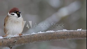 Parade of birds on a tree branch. Birds jump on a branch replacing each other. Great tit (Parus major). Eurasian blue tit (Cyanistes caeruleus). Eurasian tree sparrow (Passer montanus) Stock Video