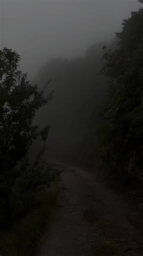 #nightcore #forest #fyp #xyzbca #lonely