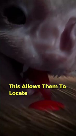 The vampire bat showcases its unique adaptations.