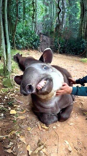 49K views · 1.2K reactions | 10 Bizarre Animals of Brazil: You Won't Believe They Exist!  | 1 Minute Animals | Facebook