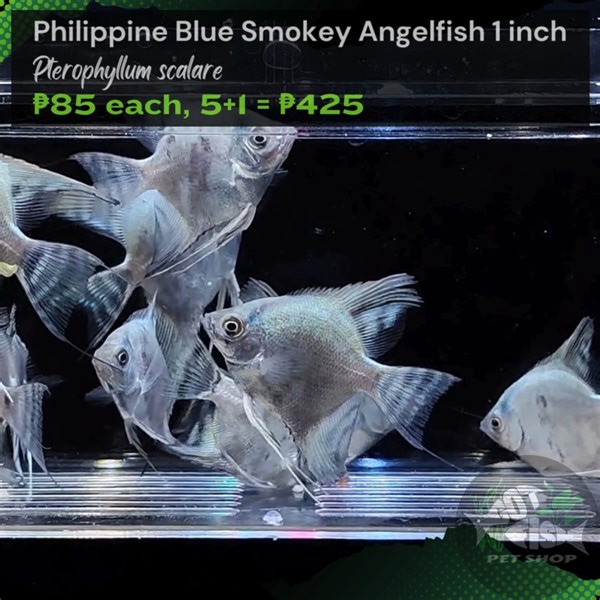PHILIPPINE BLUE SMOKEY ANGELFISH | Got Fish | Facebook