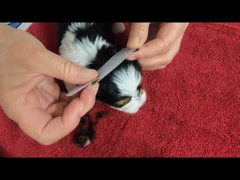 How to tape a Yorkshire Terrier's ears to stand up - Method 2