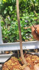 10K views · 102 reactions | How to grafting mango for beginners #gardeningtips #grafting | GardeningFruit | Facebook