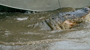 35K views · 1.1K reactions | A storm is coming, and the pressure to fill tags remains. | Swamp People on History | Facebook