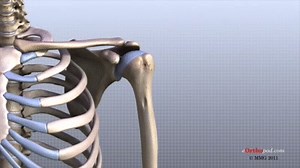 Shoulder Anatomy Animated Tutorial on Make a GIF