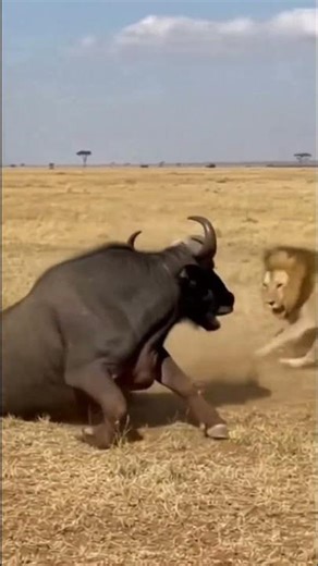 What if the buffalo said “Not today, king!” 😤🐃👑अगर भैंसा बोले “आज नहीं, शेर!” तो क्या होगा?