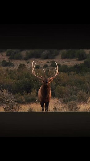 1K views · 140 reactions | Why are you only applying for elk in New Mexico this year? #hunting #bowhuntelk #elkbugle #huntelk @wearethedraw | The Draw | Facebook